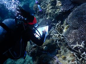 Diver observing reef