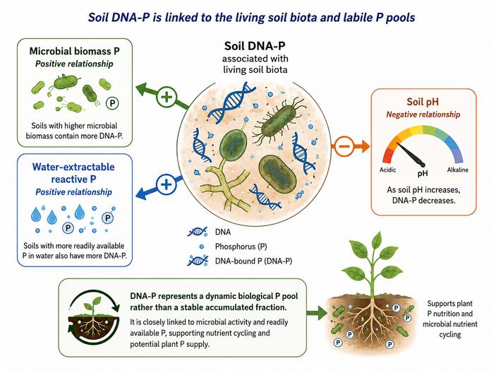 Soil DNA-Phosphorus