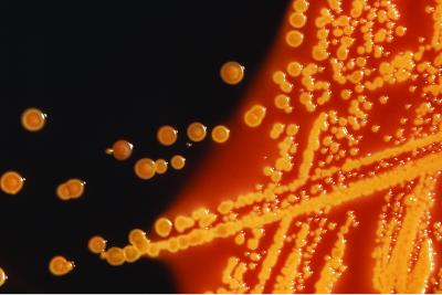<i>Escherichia coli</i> Bacteria