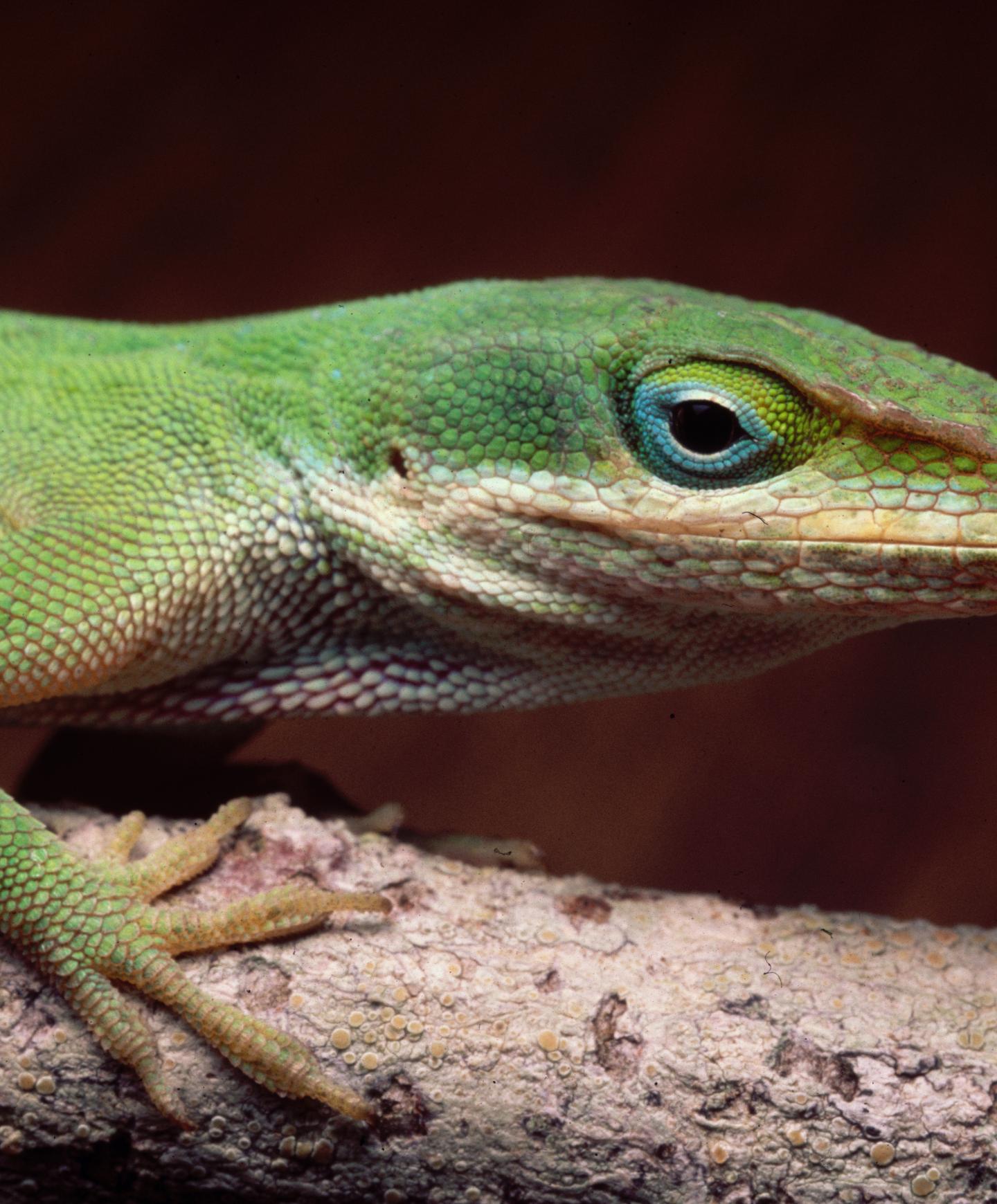 Invading Lizards Drive Rapid Evolution (3 of 5)