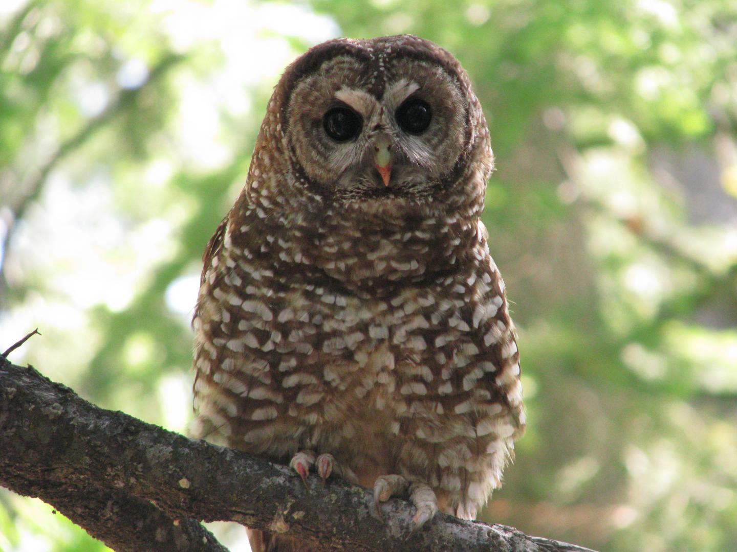 California Spotted Owl