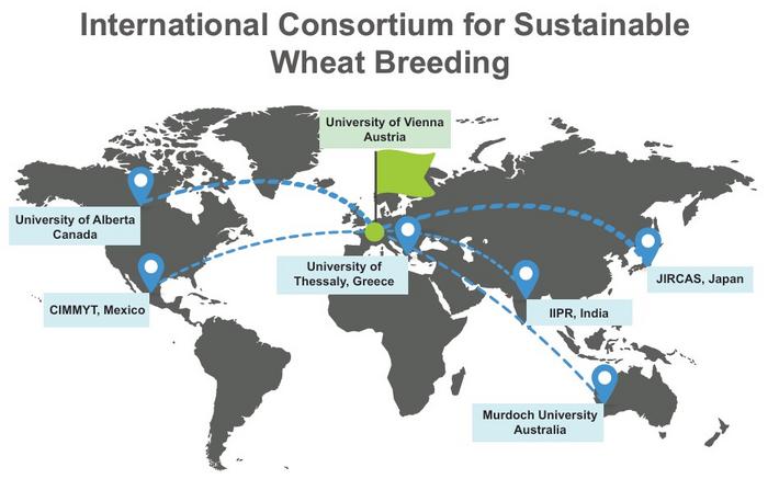 Fig. 4: The international consortium led by the University of Vienna for sustainable wheat breeding.