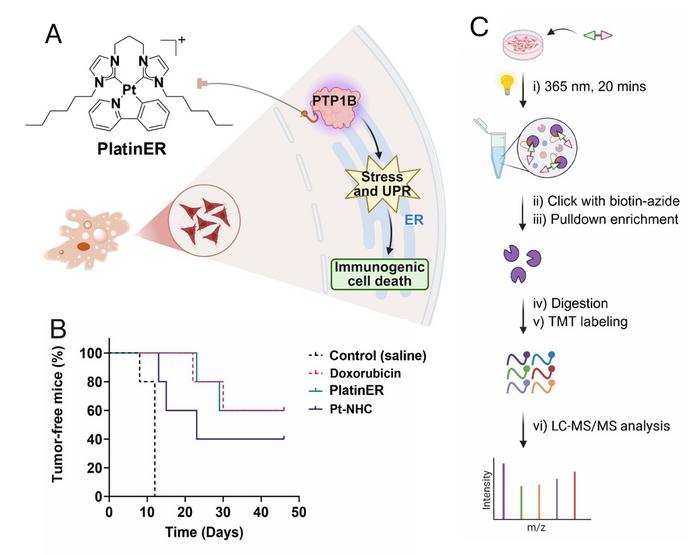 Frustrated Lewis pair chemistry enables dual atom insertion to build bioactive molecules