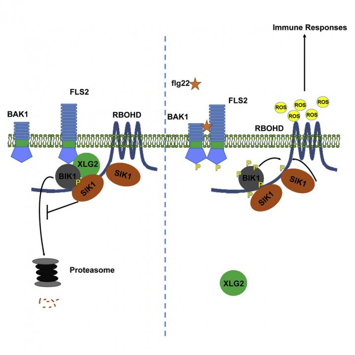Newly Discovered Enzyme is 'Firing Pin' for Plant Immunity