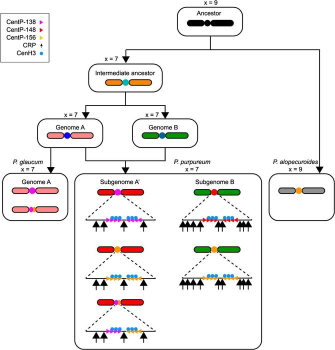 Evolution model of the dynamic centromeres in the genus Pennisetum.