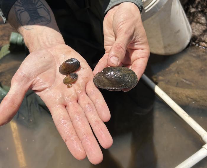 Carter's Freshwater Mussel