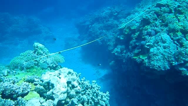 Rethinking Drivers of the World's Marine Diversity Gradient (4 of 21)