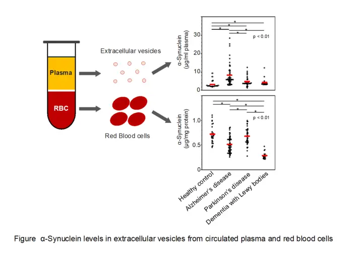 Measurement of α-Synuclein in Plasma-Derived EVs and RBCs