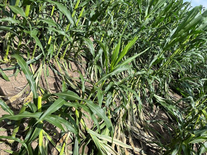 Geospatial technology can help corn producers assess potential wind damage in fields