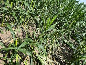 Geospatial technology can help corn producers assess potential wind damage in fields