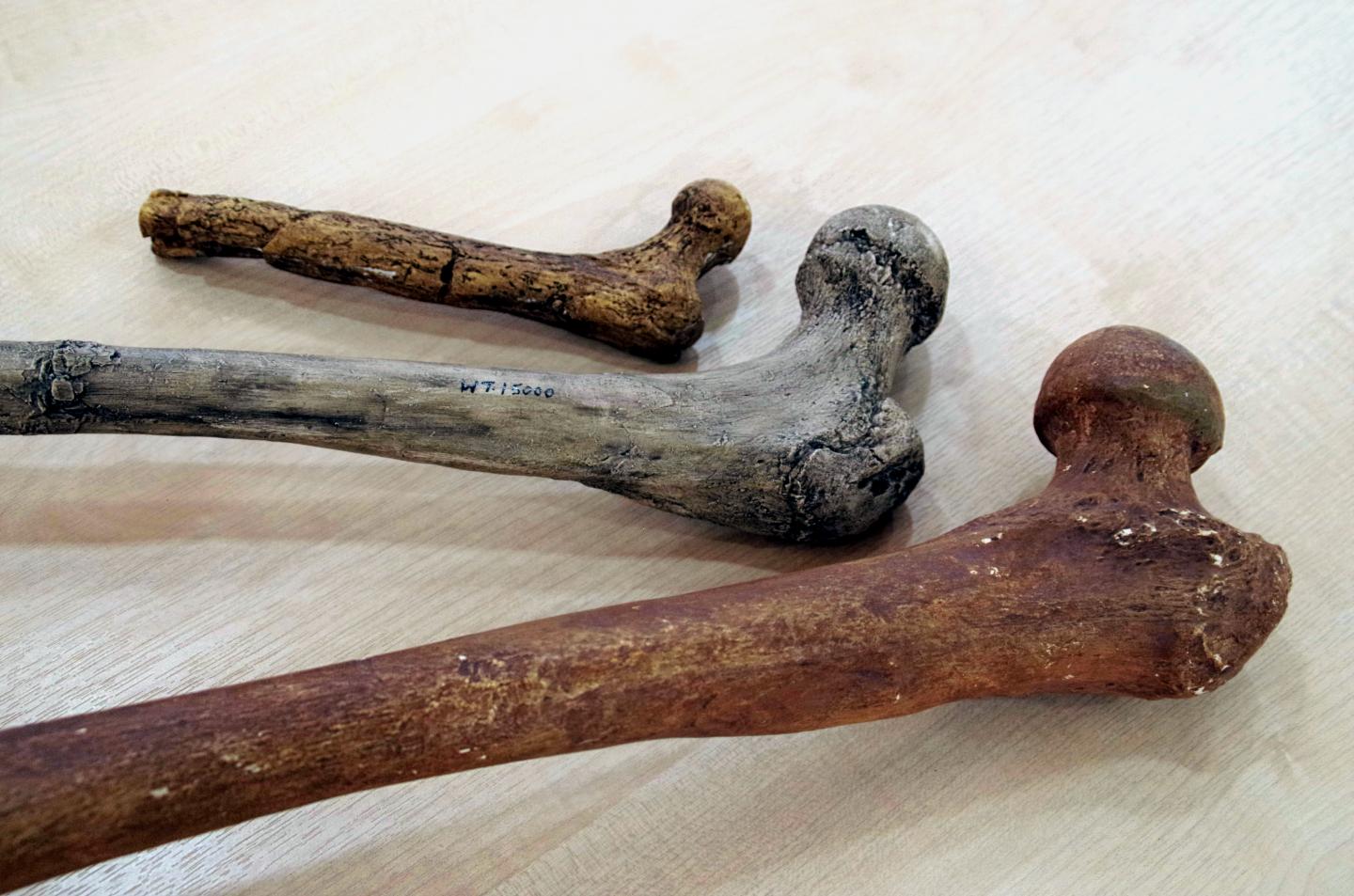 Femoral Head Bones of Different Hominin Species