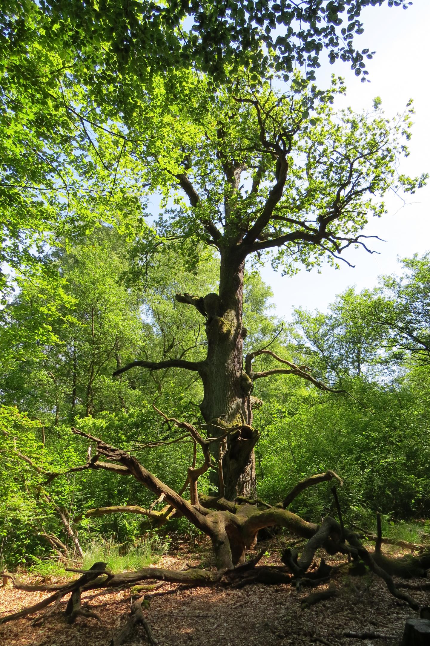 Large Old Oak Tree