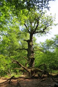 Large Old Oak Tree