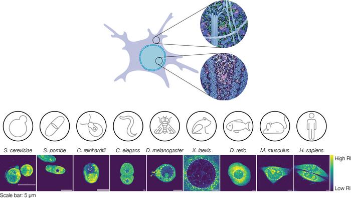 Nuclei from different organisms