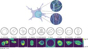 Nuclei from different organisms