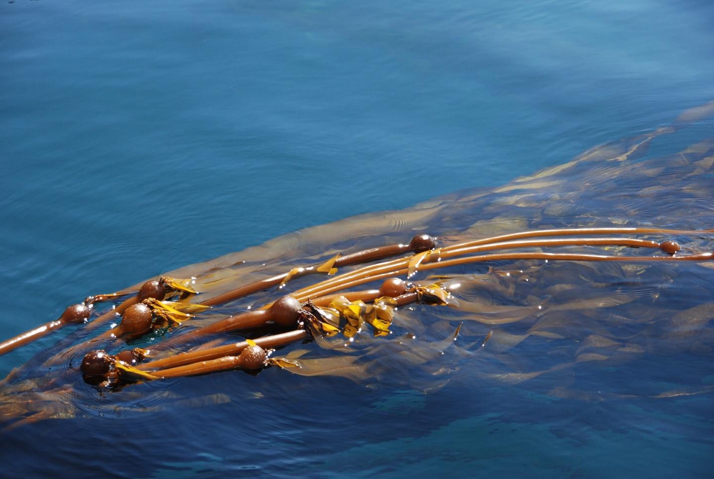 Kelp