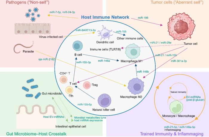 The Hidden Language of Extracellular miRNAs in Immune Regulation.