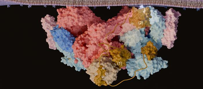 A molecular “cork” controls cellular activity