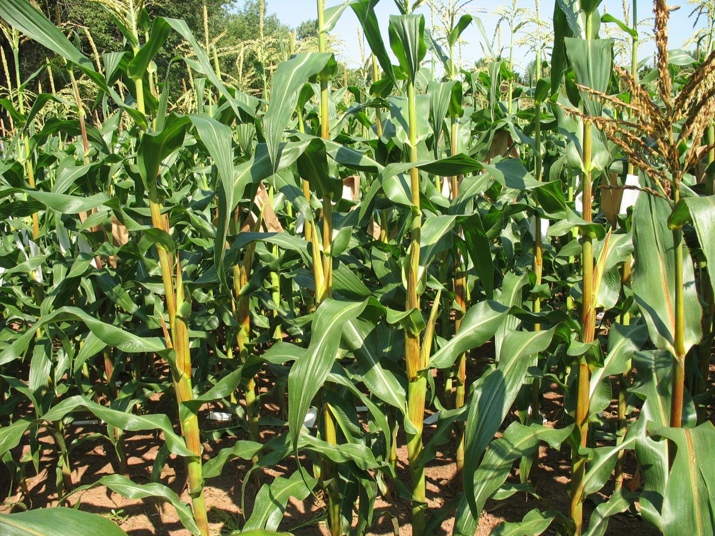 Corn Field