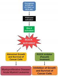 Fasudil May Interfere with Leukemia Cancer Cell Growth
