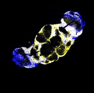 Microscopy image of fly brain