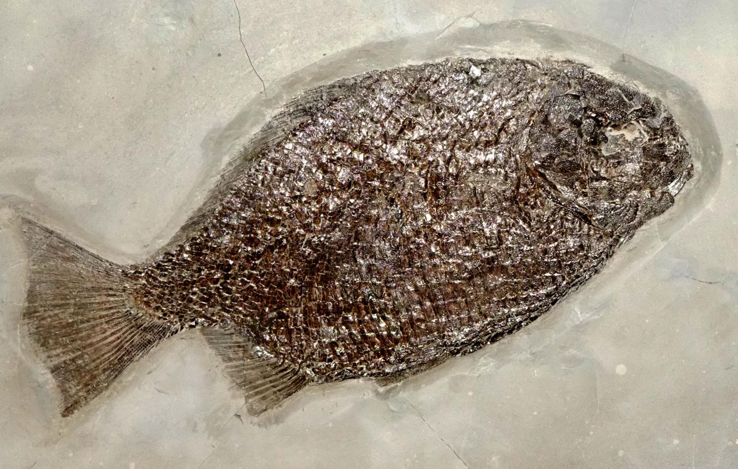 Lower Jurassic Fish