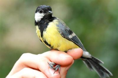 Wild Bird Spring