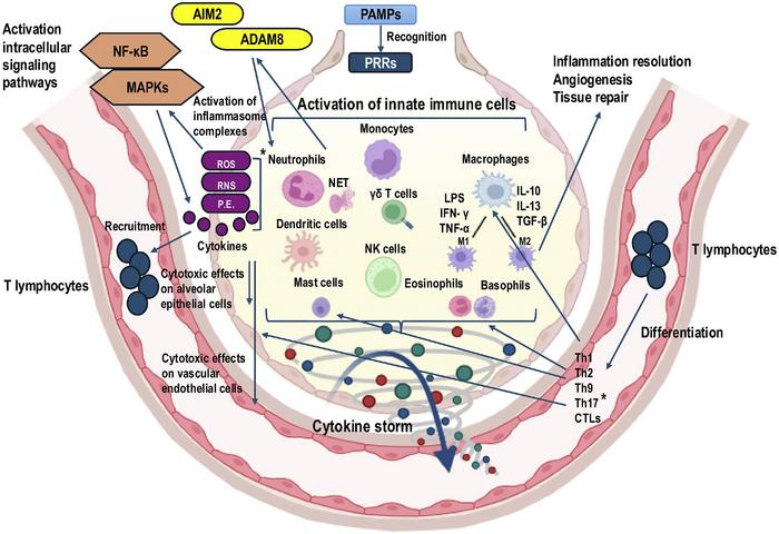 Innate and Adaptive Immune Cells Driving the Cytokine Storm in ARDS