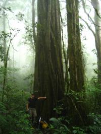 Trees in the Monteverde Cloud Forest