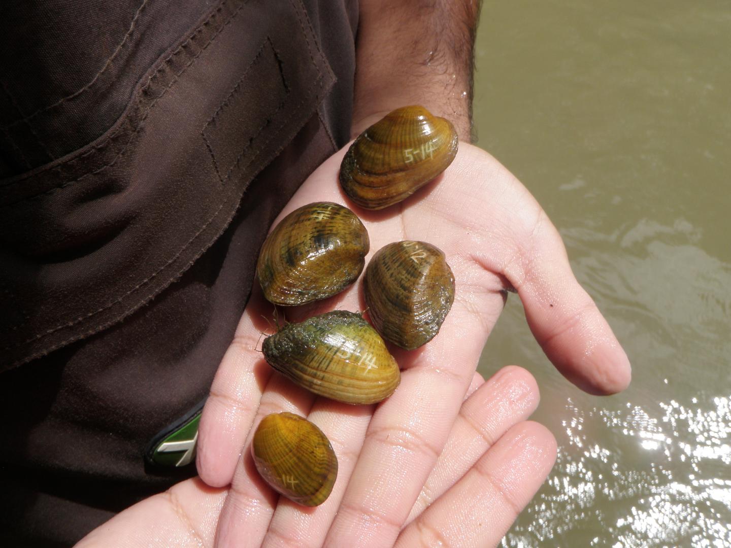 Mussels