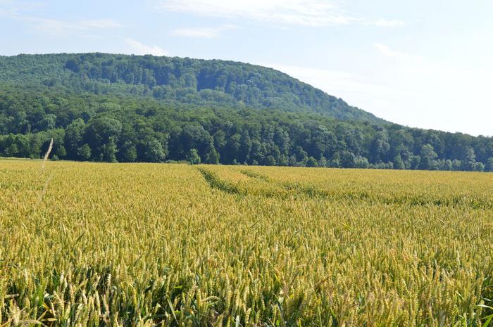 Field of conventionally farmed winter wheat near Göttingen which serves as a control against fields that are farmed organically or conventionally farmed fields that have flower strips.