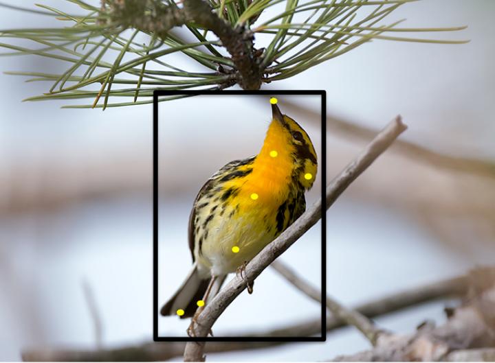 Warbler