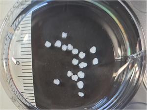 Multiple mouse cortical organoids
