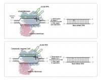 Figure 1: Principle of DNA Base Editors Based on CRISPR
