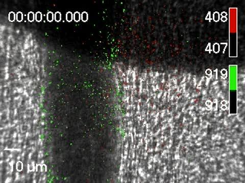 Blood Clots Seize Endotoxin