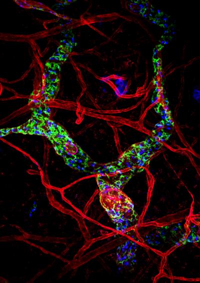 Sniffing Immune Cells