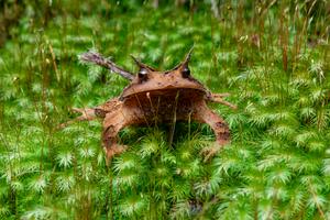 Tropical horned frog Proceratophrys melanopogon