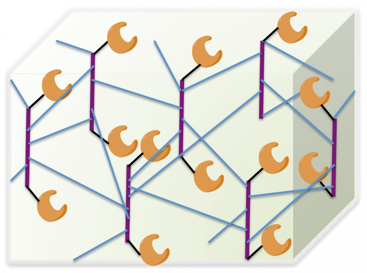Enzyme Diagram