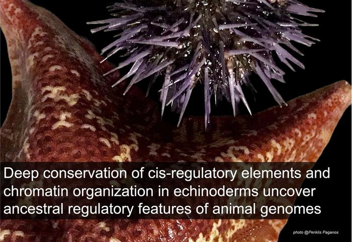 New findings on genomic regulation mechanisms throughout evolution