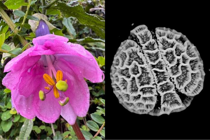 Flower and digitalized pollen of Passiflora cumbalensis as part of the PollenGEO project collection.