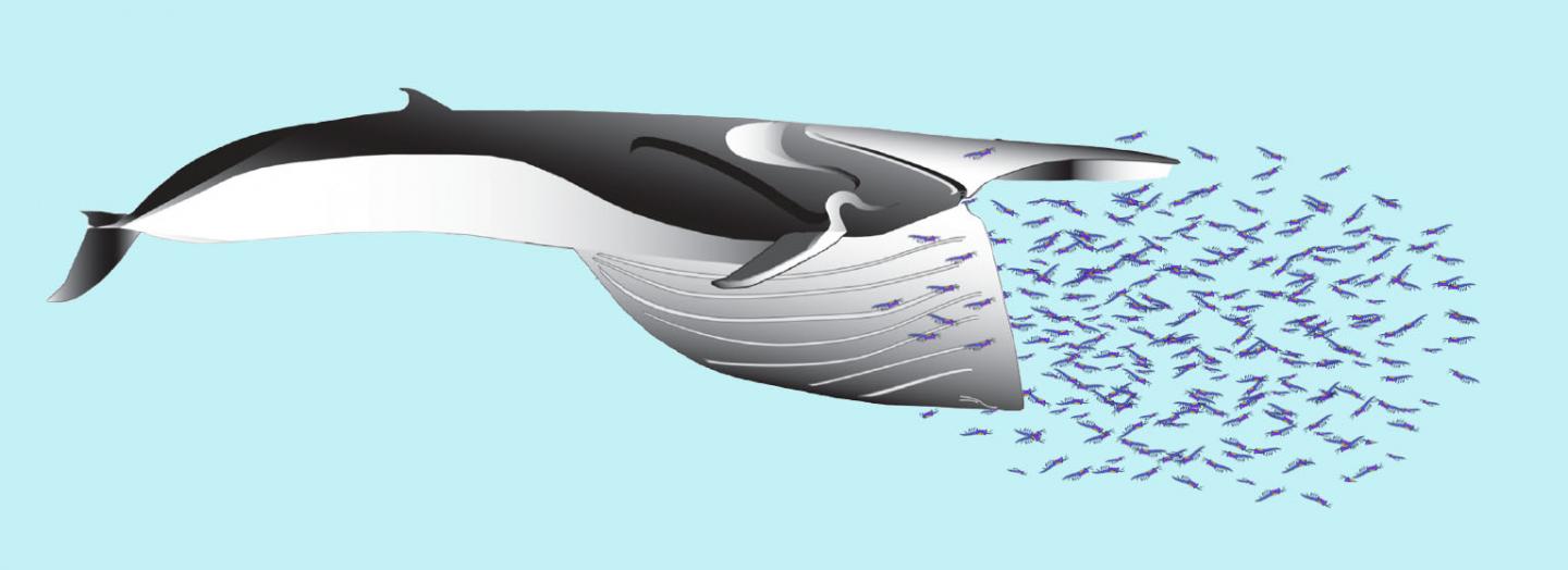 Fin Whale Lunge