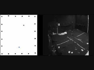 Fruit Bat Tracking a Target