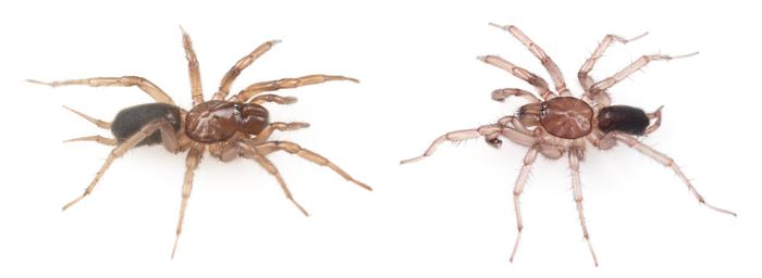 Hexura vandal sp. nov. female (L) and male (R)