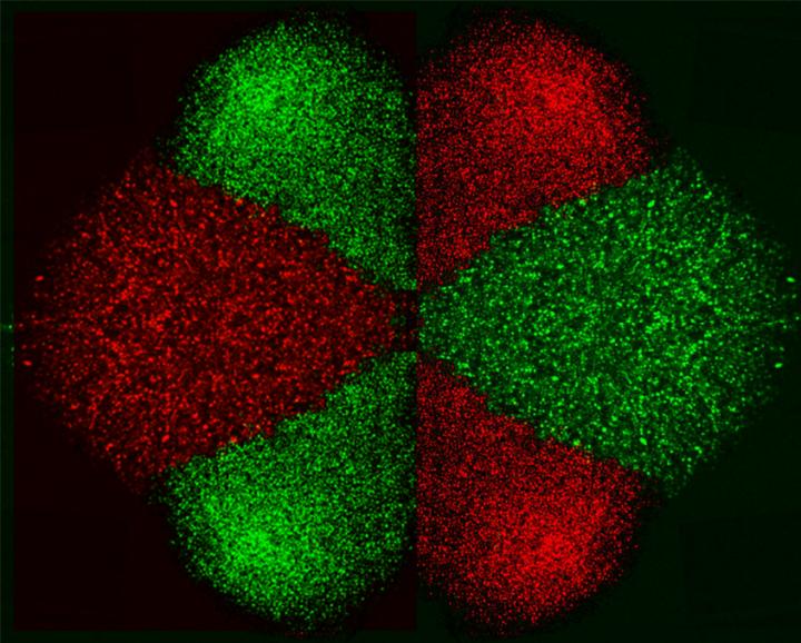 Micro-electro-fluidic Probe (MeFP)
