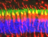Retina