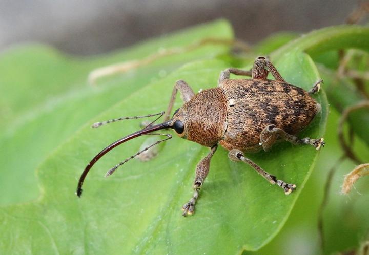 Acorn Weevil (<i>Curculio glandium</i>)