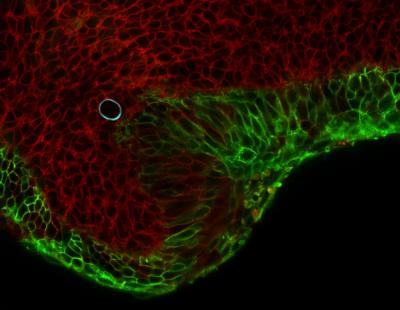 Cells in a Mouse Mandible Squeezing an Oil Droplet