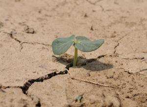 Hope for communities adapting to shocks