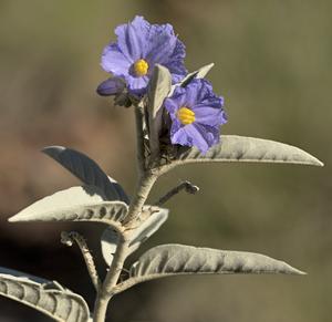 Solanum nectarifolium - staminate flowers