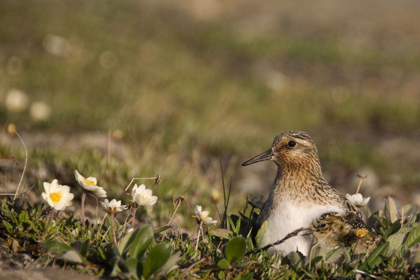 Sanderling Breeding on Greenland